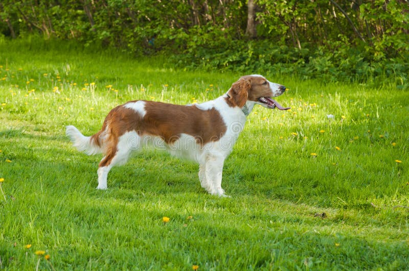 Dogs on a lawn stock image. Image of field, lawn, puppy 19820147