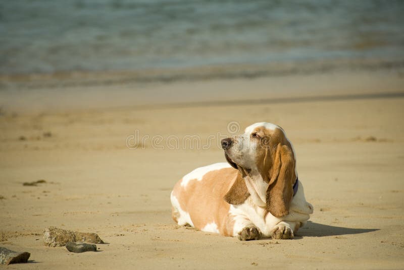 Overweight basset hound lazing on a beach in the sun. Overweight basset hound lazing on a beach in the sun