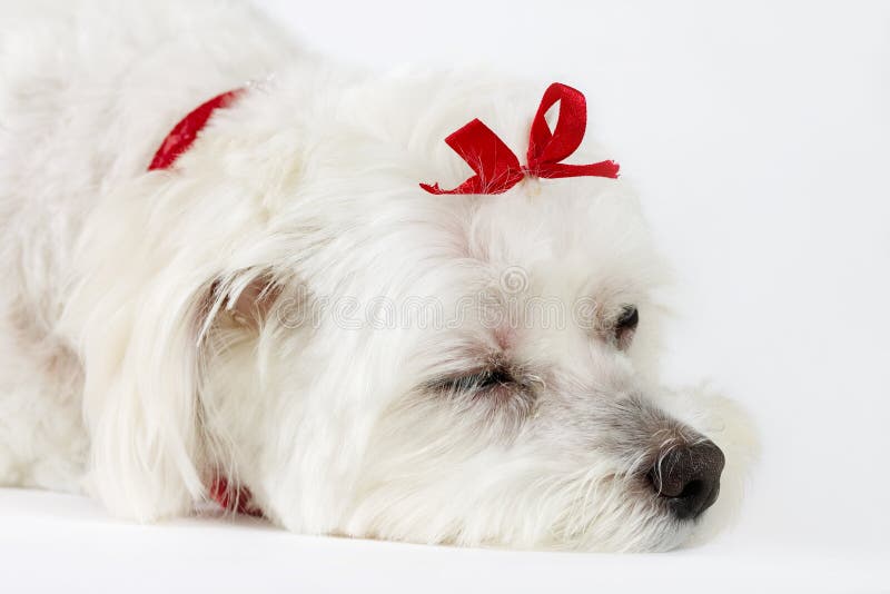 This photo shows a tired or sleepy dog on a white background. Focus on face. This photo shows a tired or sleepy dog on a white background. Focus on face.