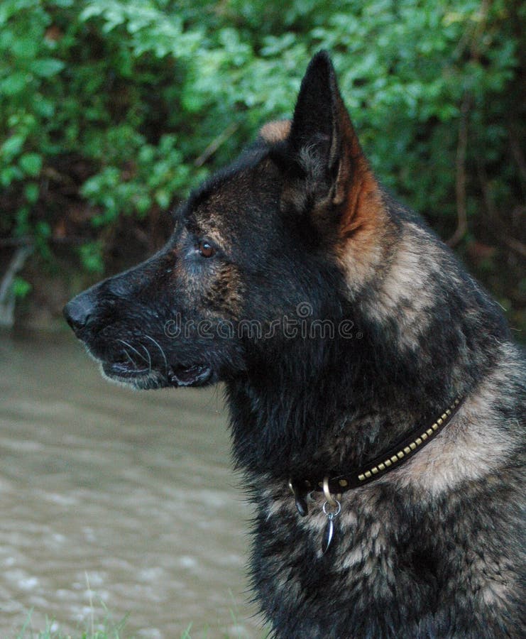 Headshot Stream German