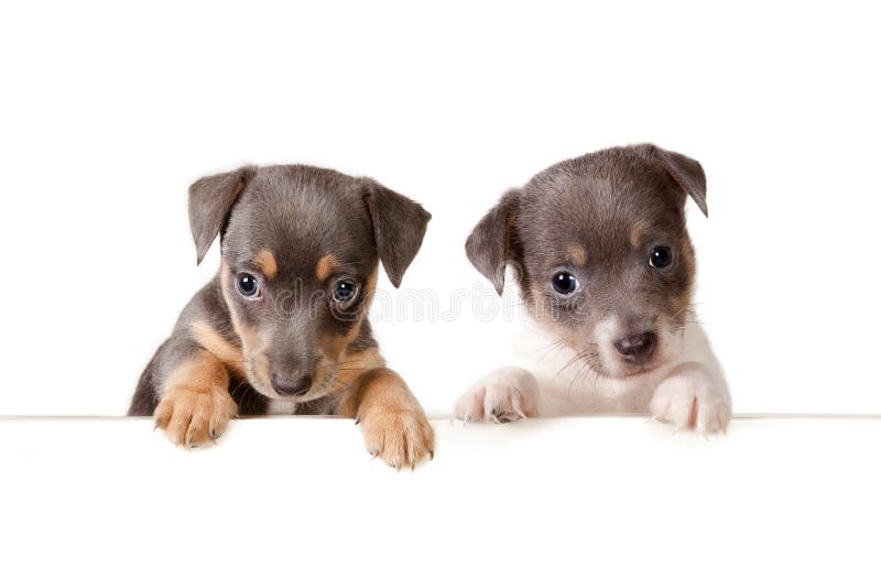 dogs meddelandet arkivbilder dogs meddelandet arkivbilder