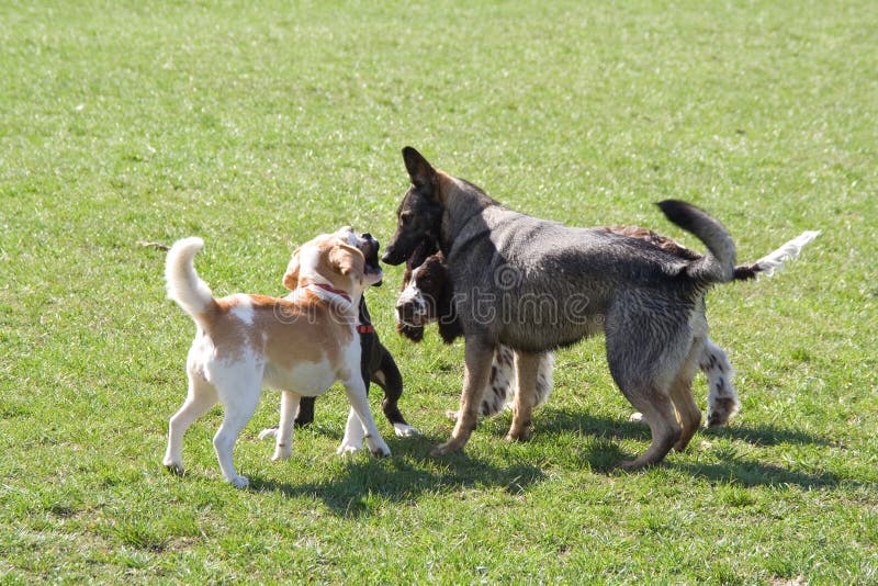 Dogs meeting stock image. Image of meet, playing, play 9002061