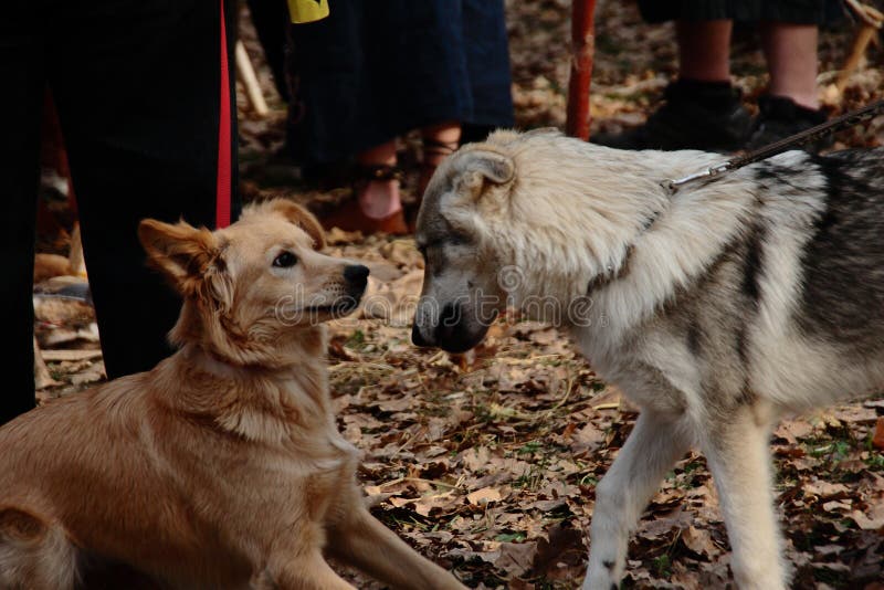 Relationship between dogs stock image. Image of sniffing 102788525
