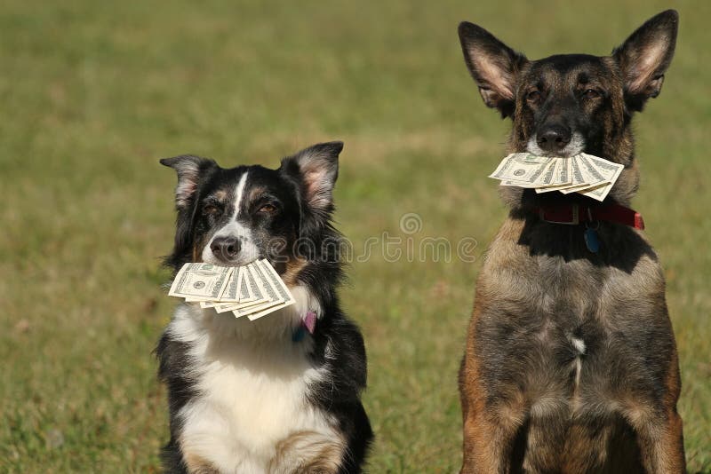 Dogs with money stock image. Image of debt, dogs, health 34408675