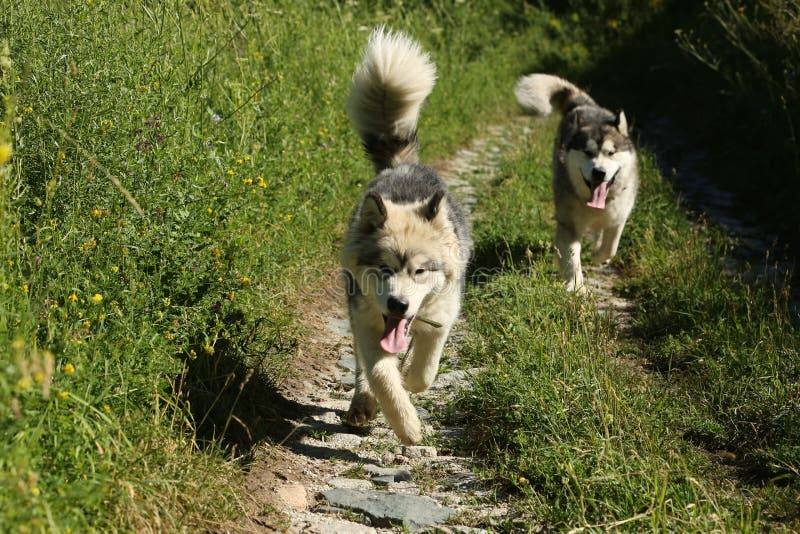 Dogs in the mountain forest in the summer.