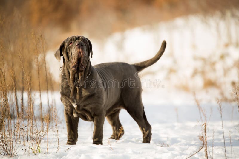 Mastino Napoletano Puppy, Stock Photo, Picture And Rights Managed