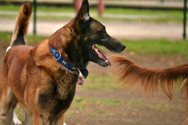 A lot of stray dogs stock image. Image of doggy, concept 24462081