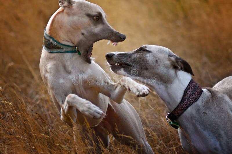 Dogs play fighting