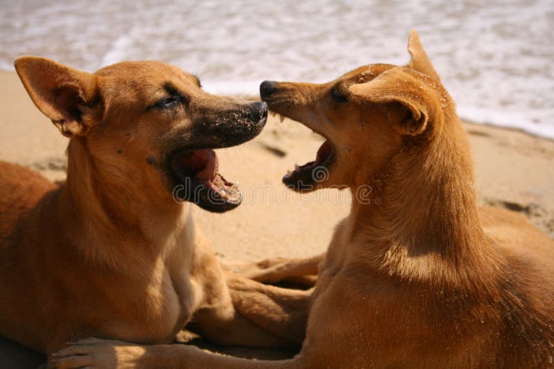 Two Dogs Growl at Each Other Stock Photo Image of friendship, growl 87837748