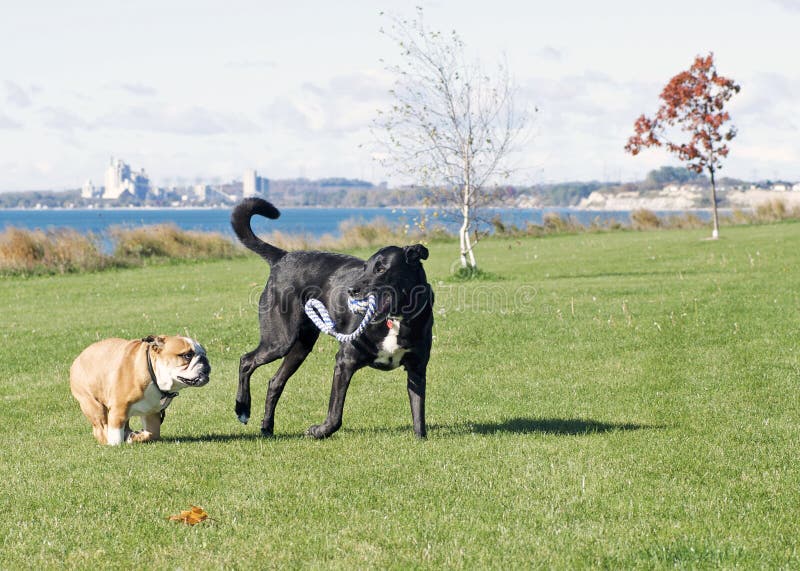 Dogs at Play in Leash-Free Park