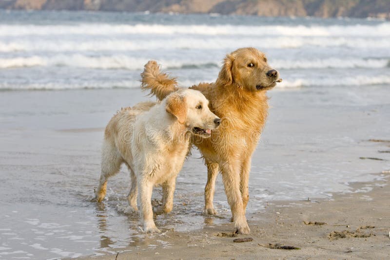 Dogs playing