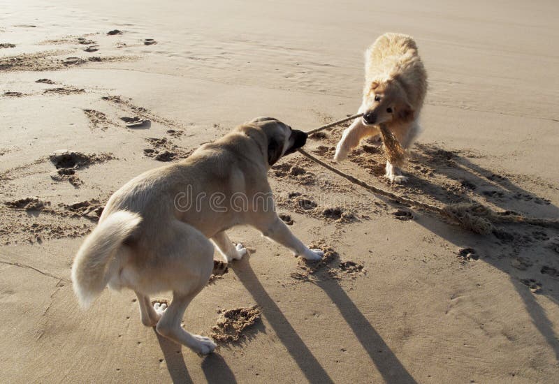 Dogs playing stock photo. Image of animal, rope, strength 7667228