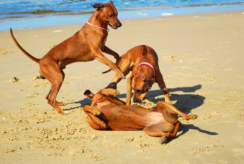 Drei afrikanischen Erwachsenen Rhodesian Ridgeback hound Hunde miteinander spielen, im sand am Strand im Sommer.