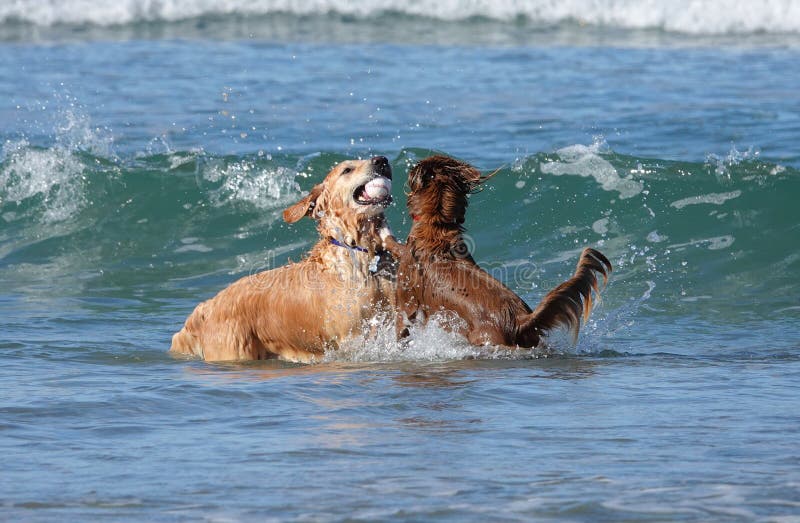 Dogs Playing with a Ball in the Ocean Water of Del Mar Dog Beach in ...