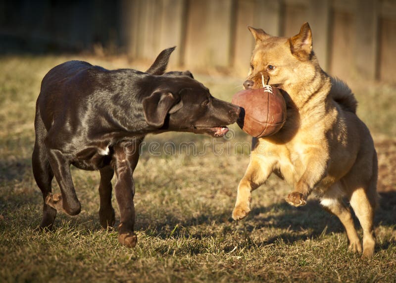Dogs playing with football stock photo. Image of football 17849010