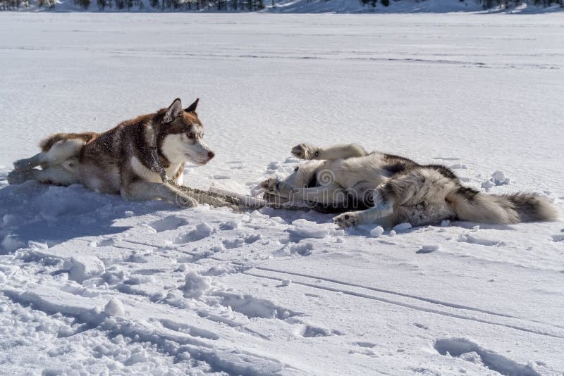 Playing Dogs On Snow. Husky Dogs Jump, Bite, Fight. Friendly Two