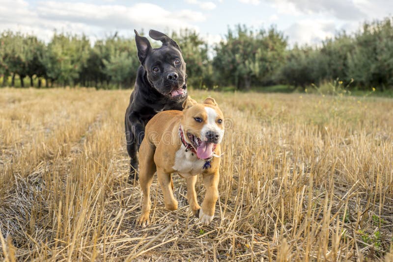 Dogs playing