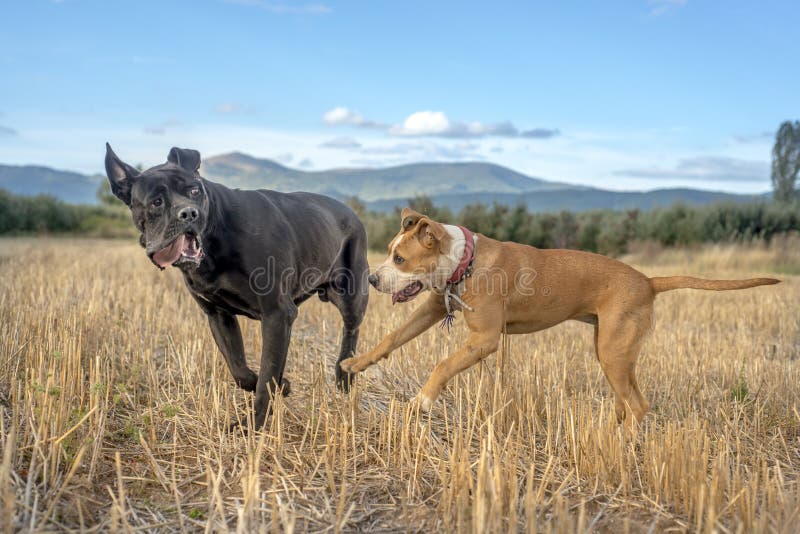 Dogs playing