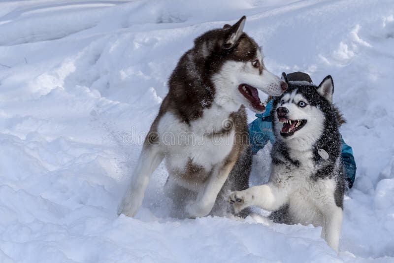 Playing Dogs On Snow. Husky Dogs Jump, Bite, Fight. Friendly Two