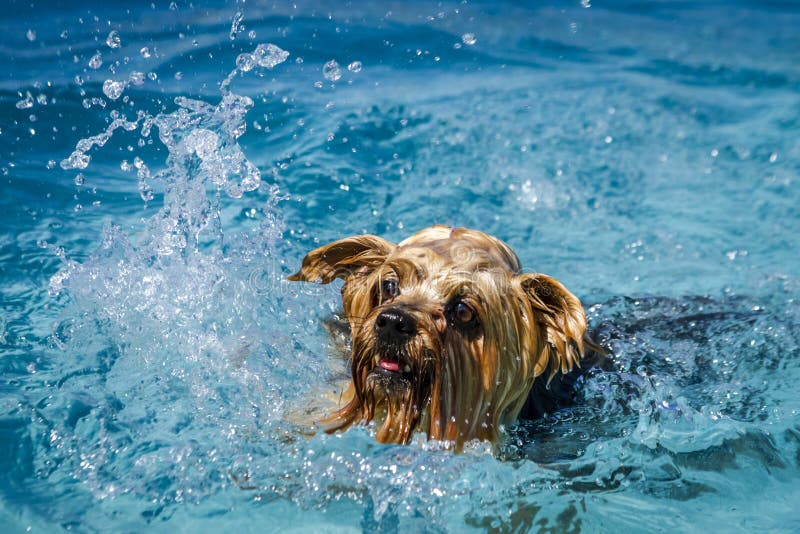 Dogs Playing in Swimming Pool Stock Photo - Image of deck, canine