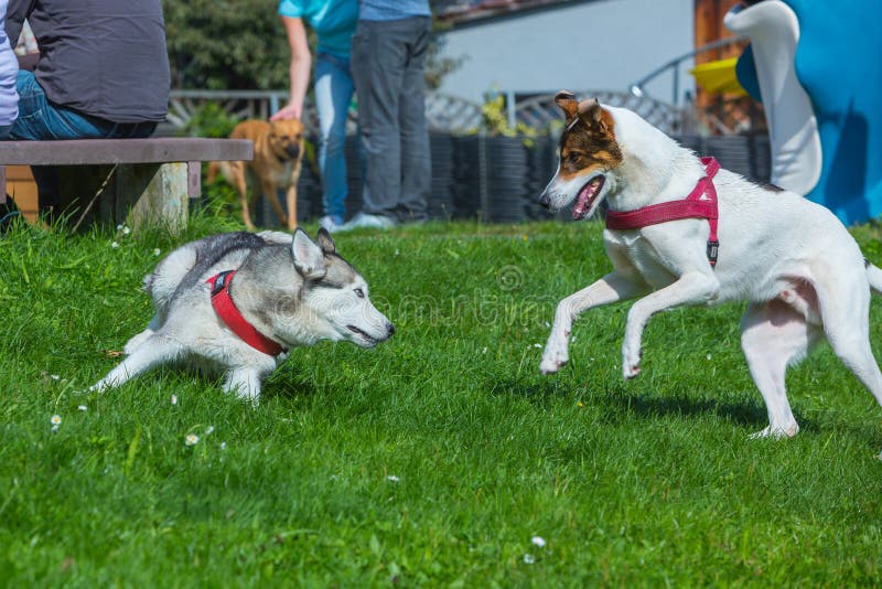 Dogs Playing Together in the Grass Stock Image Image of animal, fresh 102674191