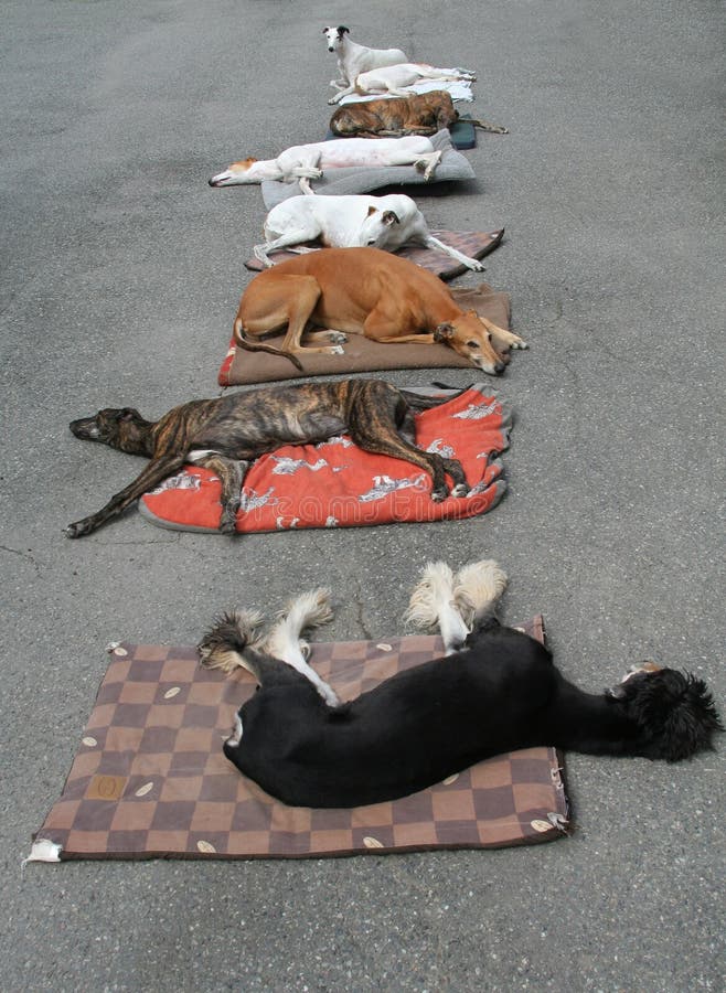 Group of dogs taking nap. Group of dogs taking nap