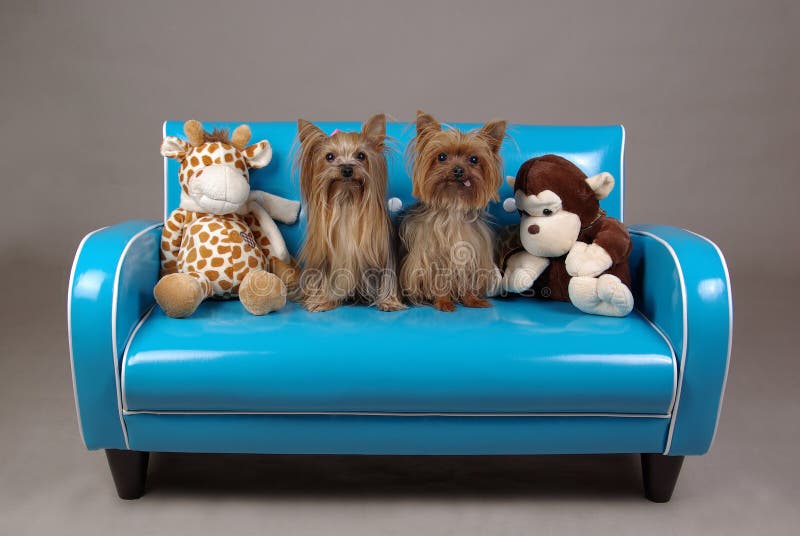 Dogs on retro blue couch stock image. Image of dogs, chair 7087039