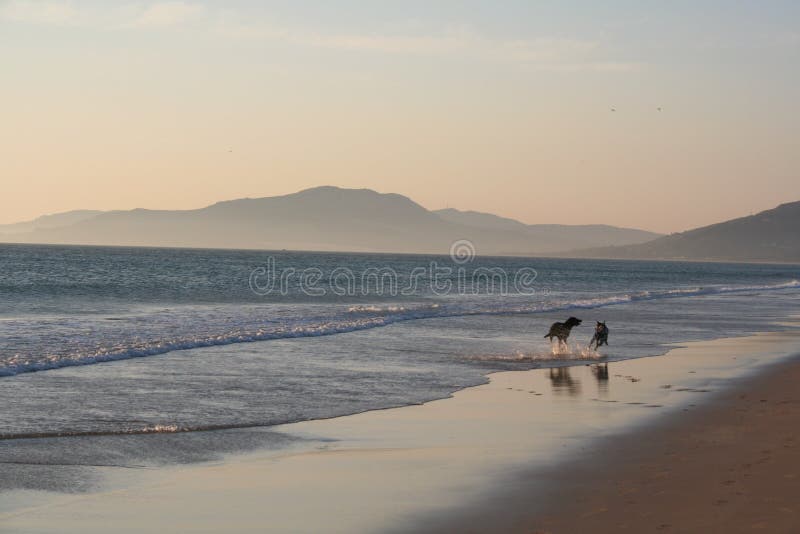 Dogs running on the beach