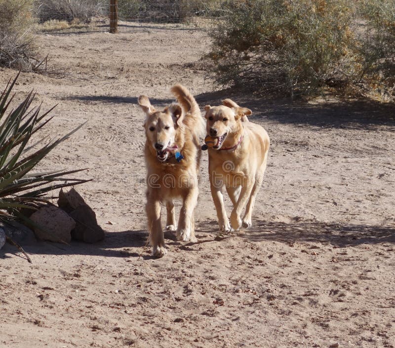 Dogs running and playing