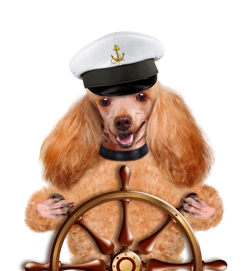 Dogs sailor stock photo. Image of charles, purebred, pretty 39614076