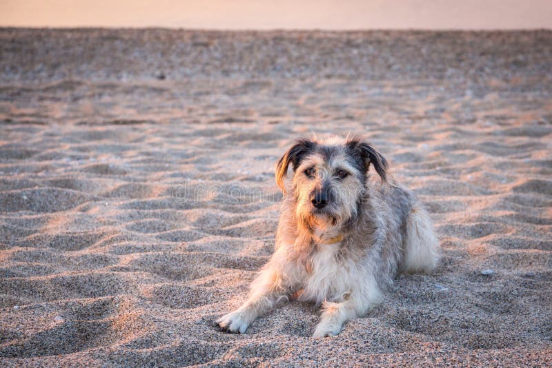 Dogs playing on beach stock photo. Image of playful, running 559198