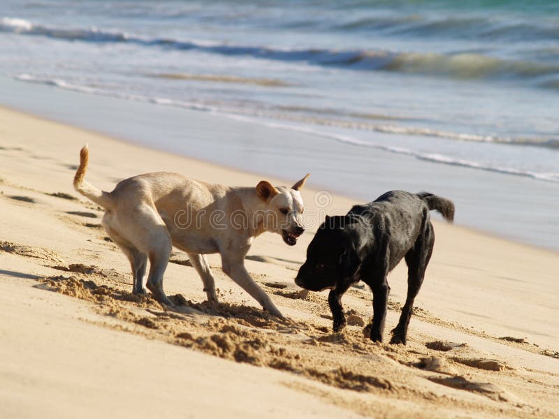 Dogs At Sea Beach Picture. Image 18770311