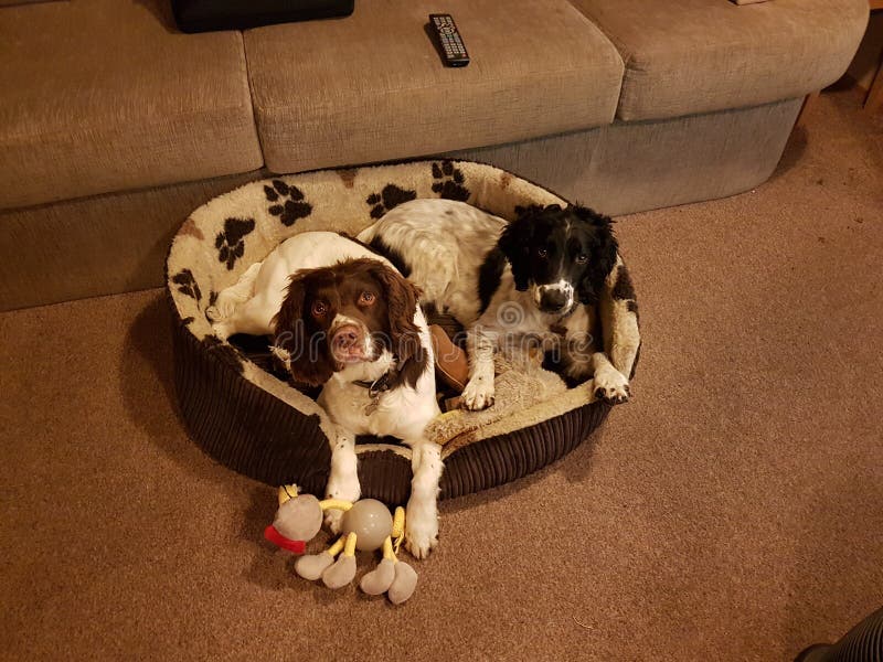 Two Dogs Sharing a Branch Together on a Summers Day Stock Image Image