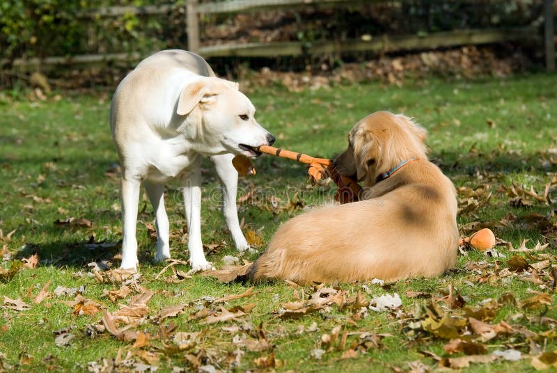 Dogs sharing toy