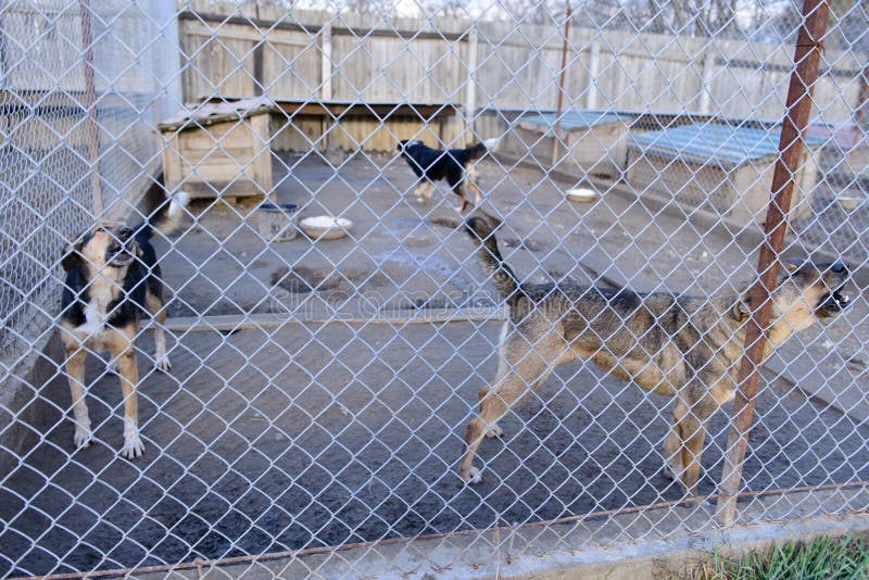 Dogs in shelter stock photo. Image of doggy, purebred 63723970