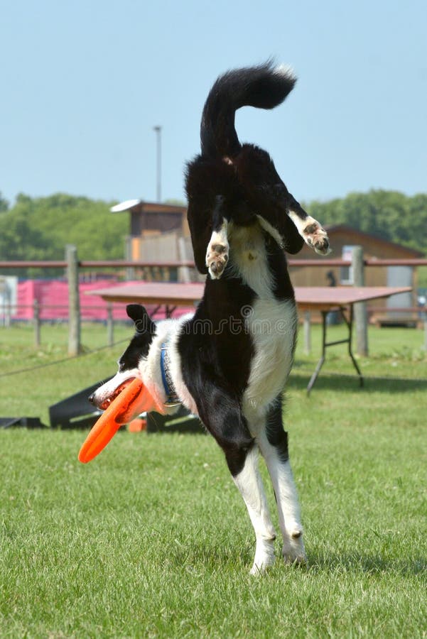 Dogs show. Dogs of different breeds participated in the competition jumping over hurdles. Selkirk town, MB, Canada. July 2015 royalty free stock photography Dogs show. Dogs of different breeds participated in the competition jumping over hurdles. Selkirk town, MB, Canada. July 2015 royalty free stock photography
