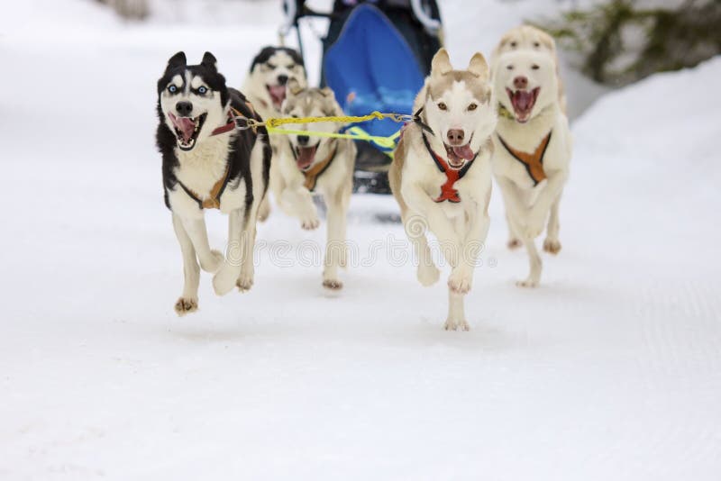Front view of siberian sled dog huskys at race in winter. Front view of siberian sled dog huskys at race in winter