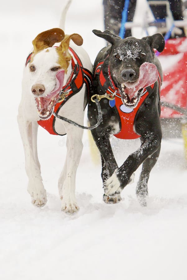 Front view of siberian sled dog huskys at race in winter. Front view of siberian sled dog huskys at race in winter