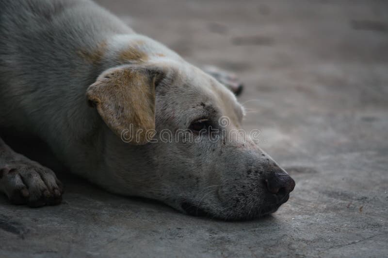 Dogs sleep stock photo. Image of brown, purebred, face 94873634