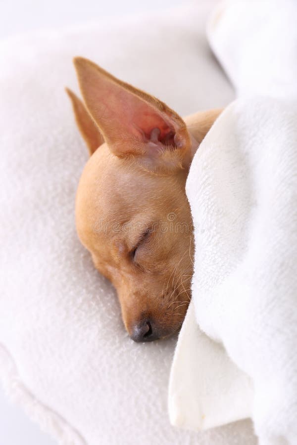 Dogs sleeping stock photo. Image of recover, lover, loyal 57857270