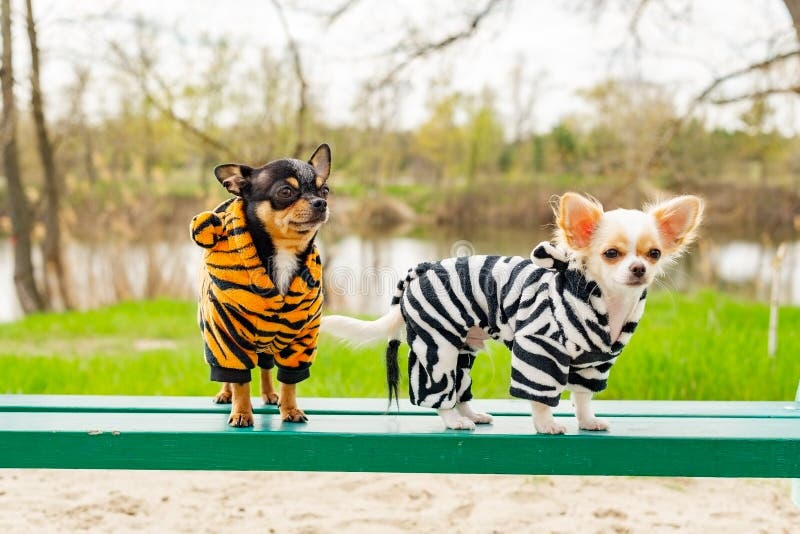 Dogs in Spring Clothes. Two Little Chihuahua Dogs on Bench. Cute