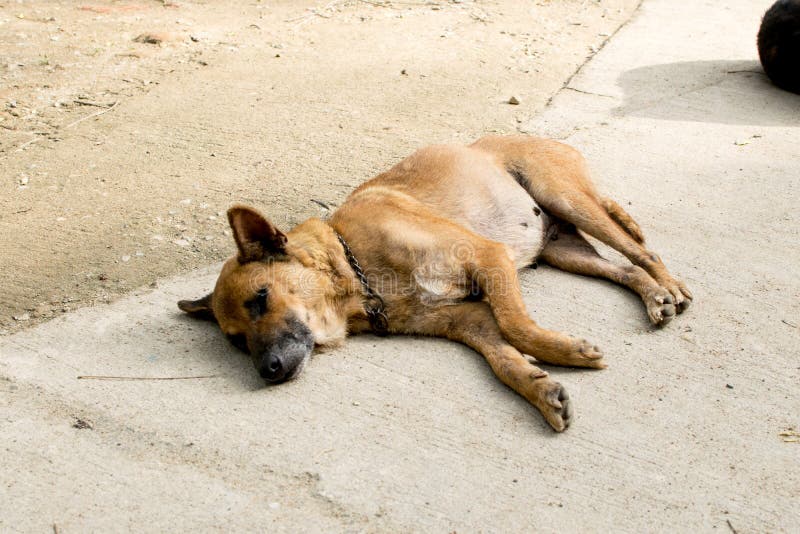 Dogs Stay on the Street To Cool Off during the Day. Stock Image - Image ...