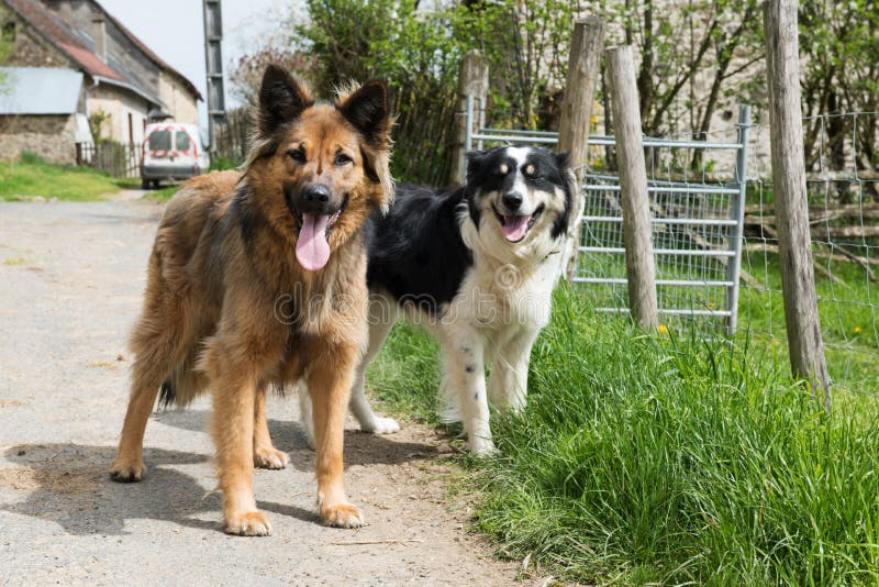 Dogs on street outdoor stock photo. Image of friends 71899342