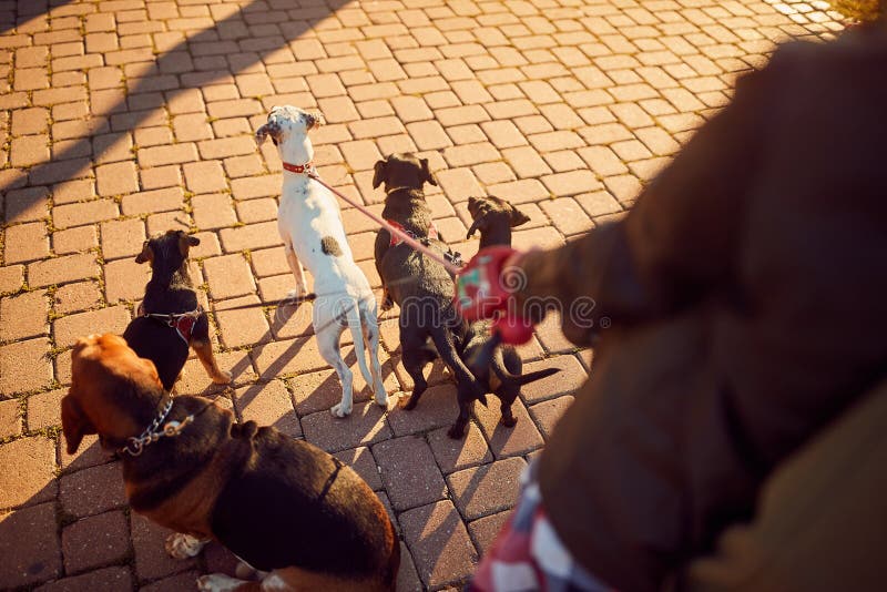 Dogs on the Streets on Leash Enjoying Outdoors Stock Image Image of