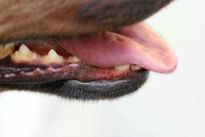 Dogs teeth and tongue stock image. Image of tongue, clean 5859995