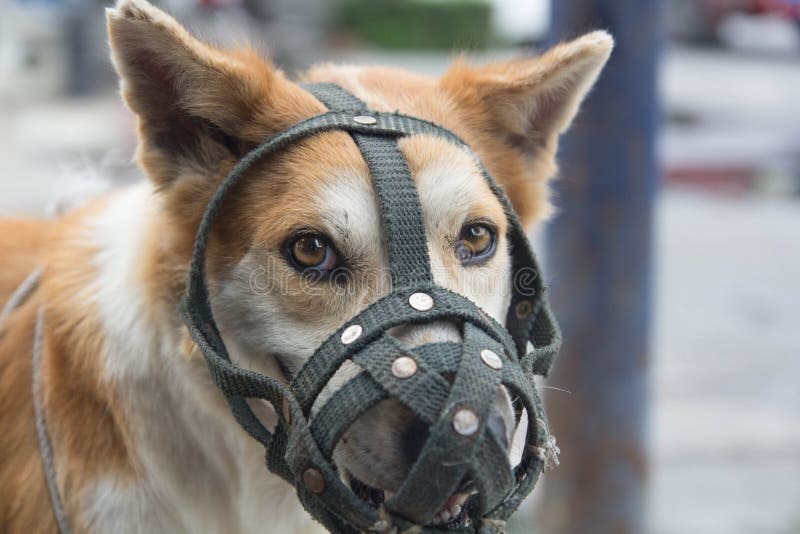 Mongrel dog muzzled stock image. Image of green, fight 40210117