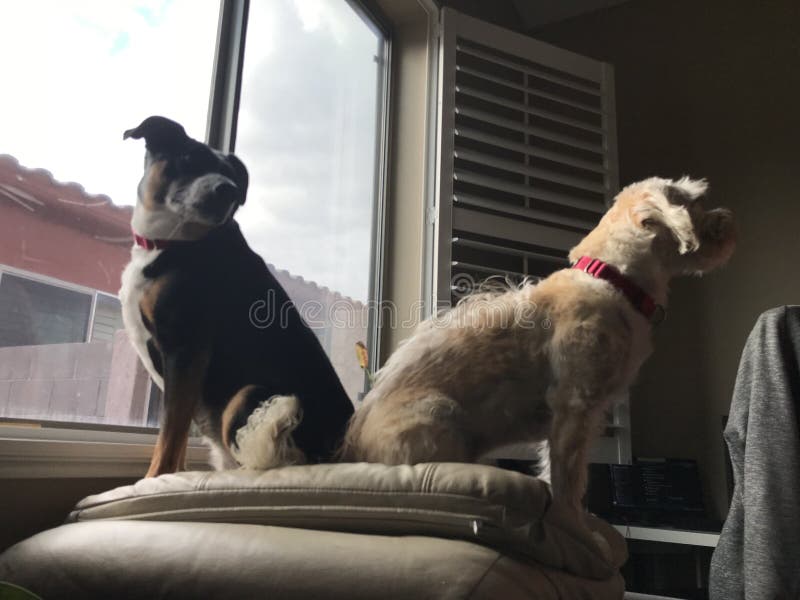 dog window sill guard