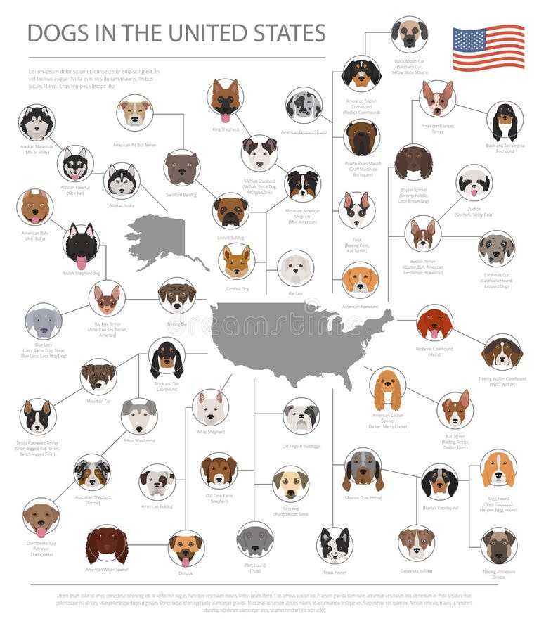 Dogs in the United States. American dog breeds. Infographic temp royalty free illustration Dogs in the United States. American dog breeds. Infographic temp royalty free illustration
