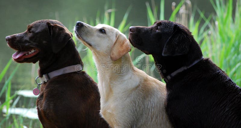 Dogs waiting to work