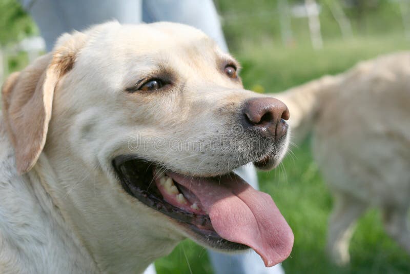 Labrador Retriever Standing On Hind Legs Stock Photo Image of